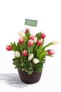 Blush & White Tulip Basket