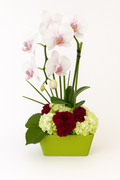 Modern Orchid Garden Planter